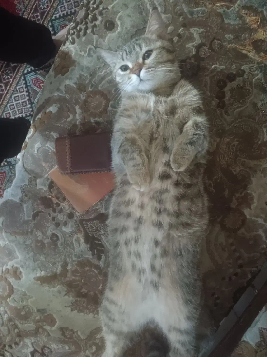 گربه اسکاتیش بریتیش|گربه|کرمان, |دیوار