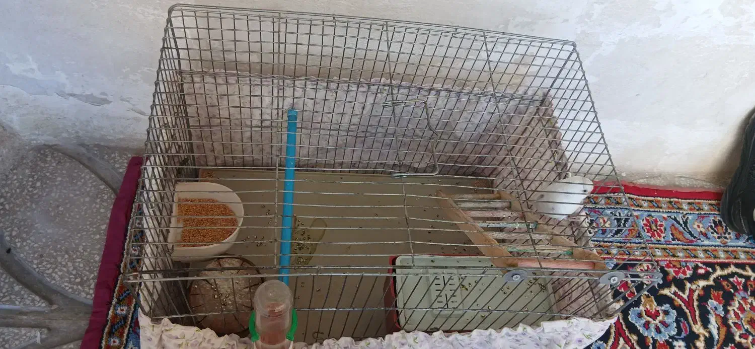 مرغ عشق نر|پرنده|کرمانشاه, |دیوار