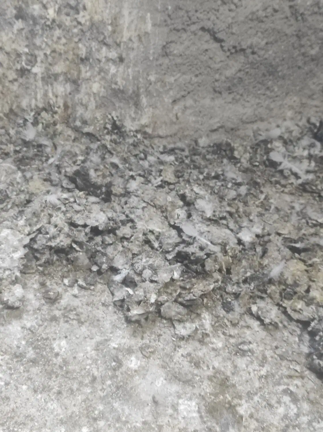 کود کبوتر برای باغ|گل و گیاه طبیعی|اسفرورین, |دیوار