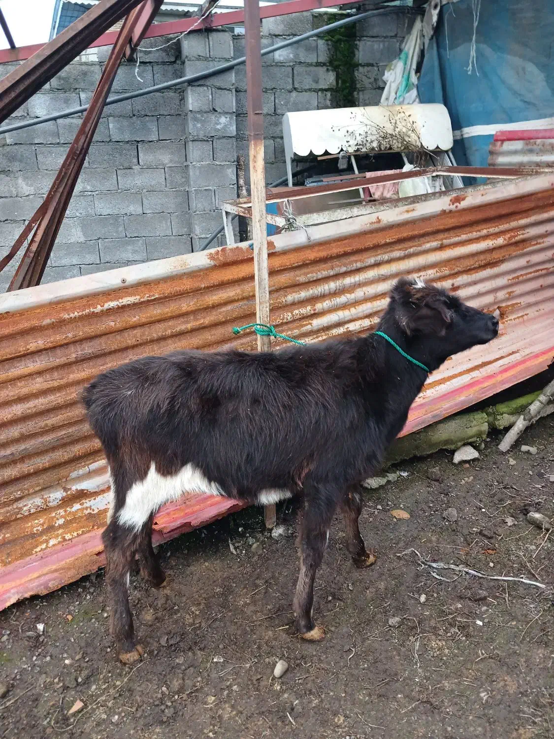 فروش گوساله دورگ محل|حیوانات مزرعه|حویق, |دیوار