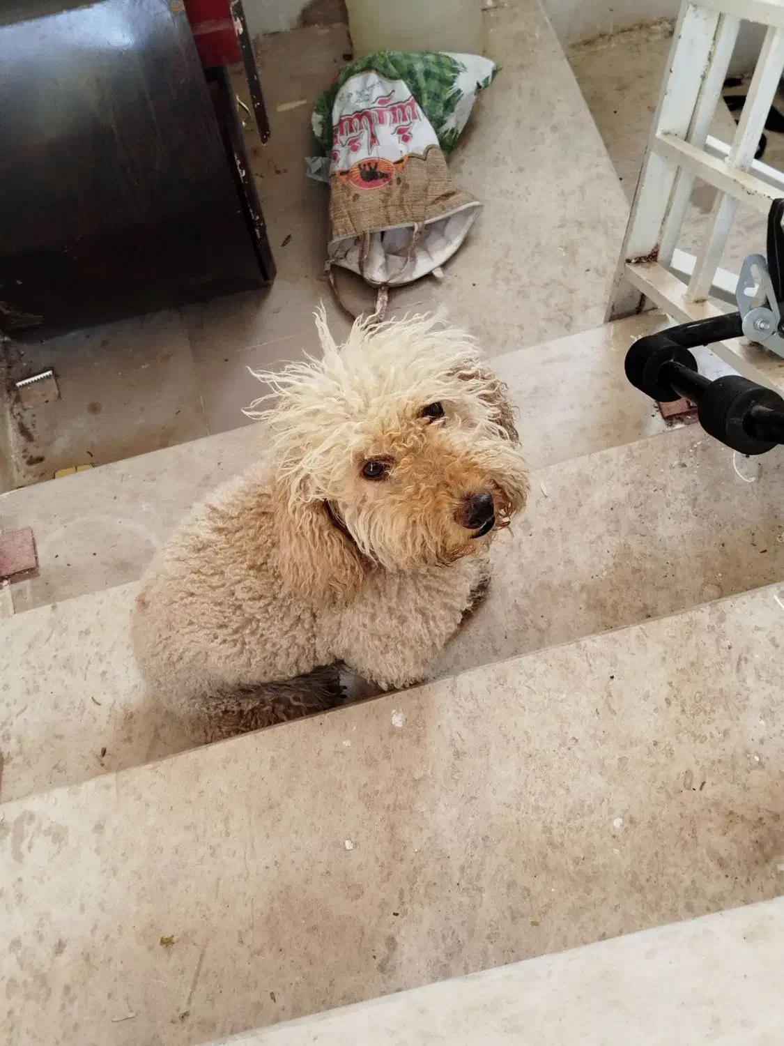 سگ پودل بدو ریز مو بدون اذیت ازار|سگ|سیاهکل, |دیوار