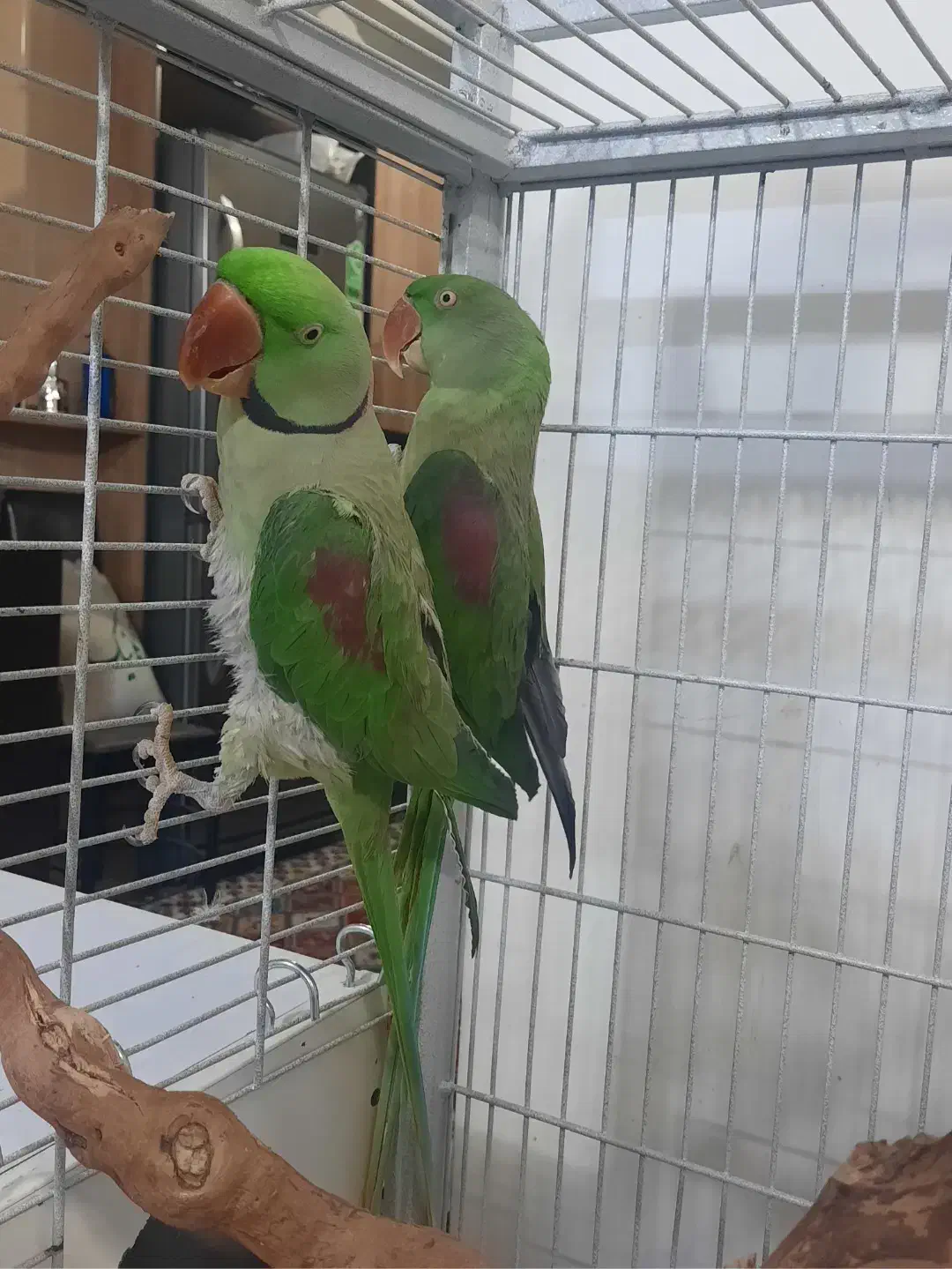 شاه طوطی جفت مولد|پرنده|رباطکریم, رباطکریم|دیوار