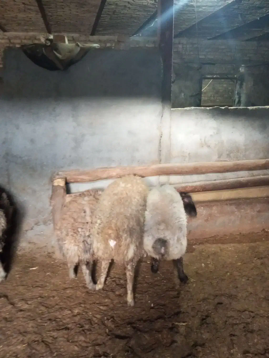 گوشت بره|حیوانات مزرعه|ساروق, |دیوار