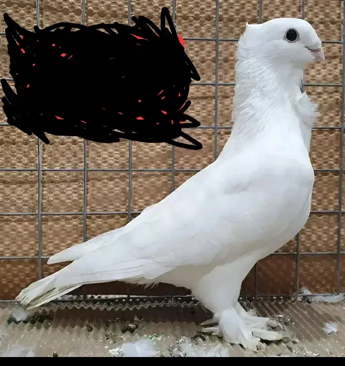 کفتر ساتن کاکلی سینه فر نوک قناری نر سفید پاک|پرنده|اردکان, |دیوار