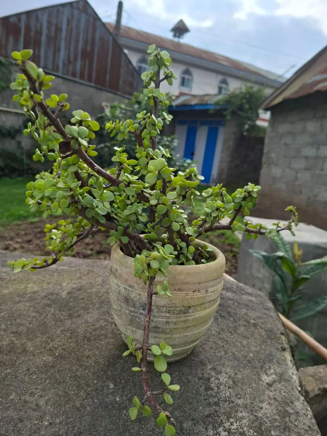 فروش گل زینتی|گل و گیاه طبیعی|رشت, دیلمان|دیوار