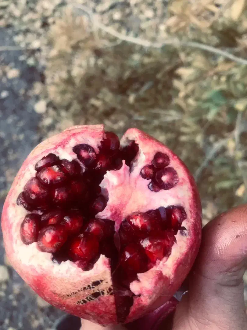 انار رباب یه جا 700کیلو|عمده‌فروشی|مرودشت, نقش رستم|دیوار