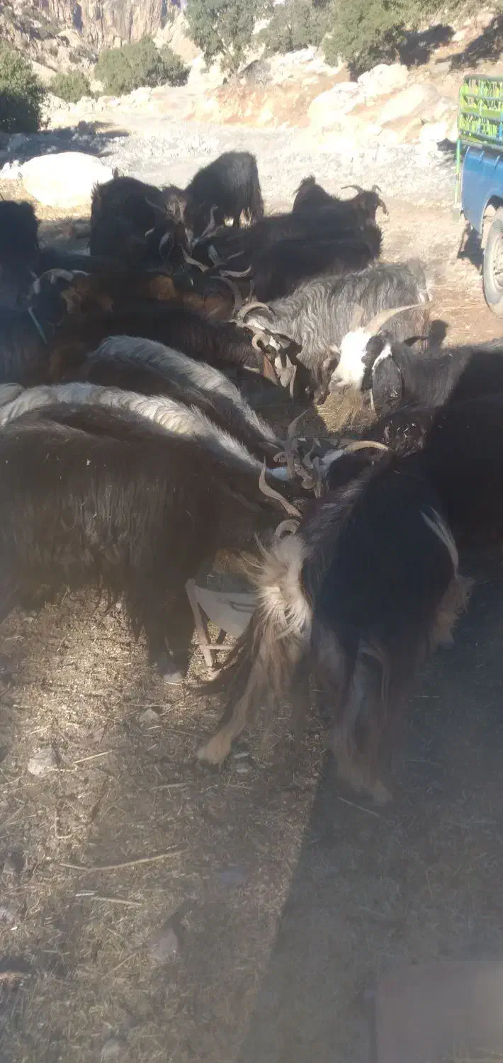 فروش ۲۰عددبز وبزغاله جوان وچاق|حیوانات مزرعه|دره شهر, |دیوار