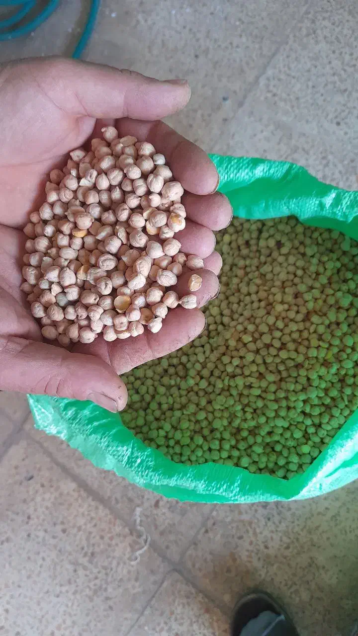 فروش نخود|عمده‌فروشی|باغ حلی, |دیوار