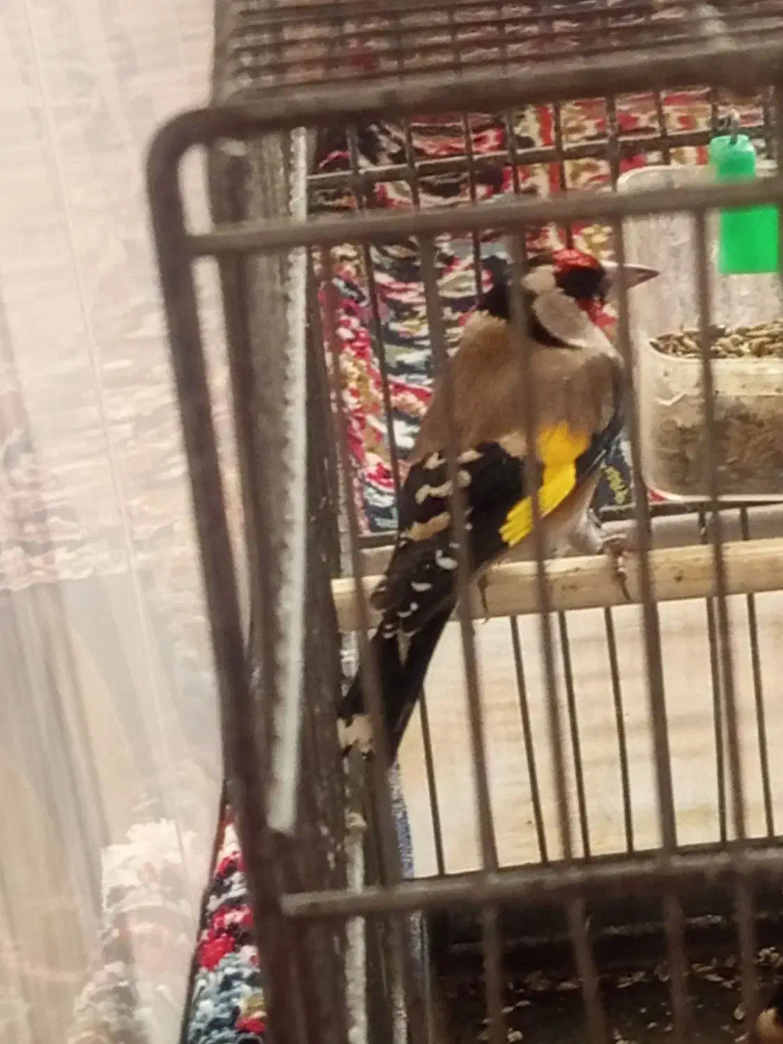 2عدد‌سهره‌نرقلمی‌و‌گل‌بلند|پرنده|اردبیل, |دیوار