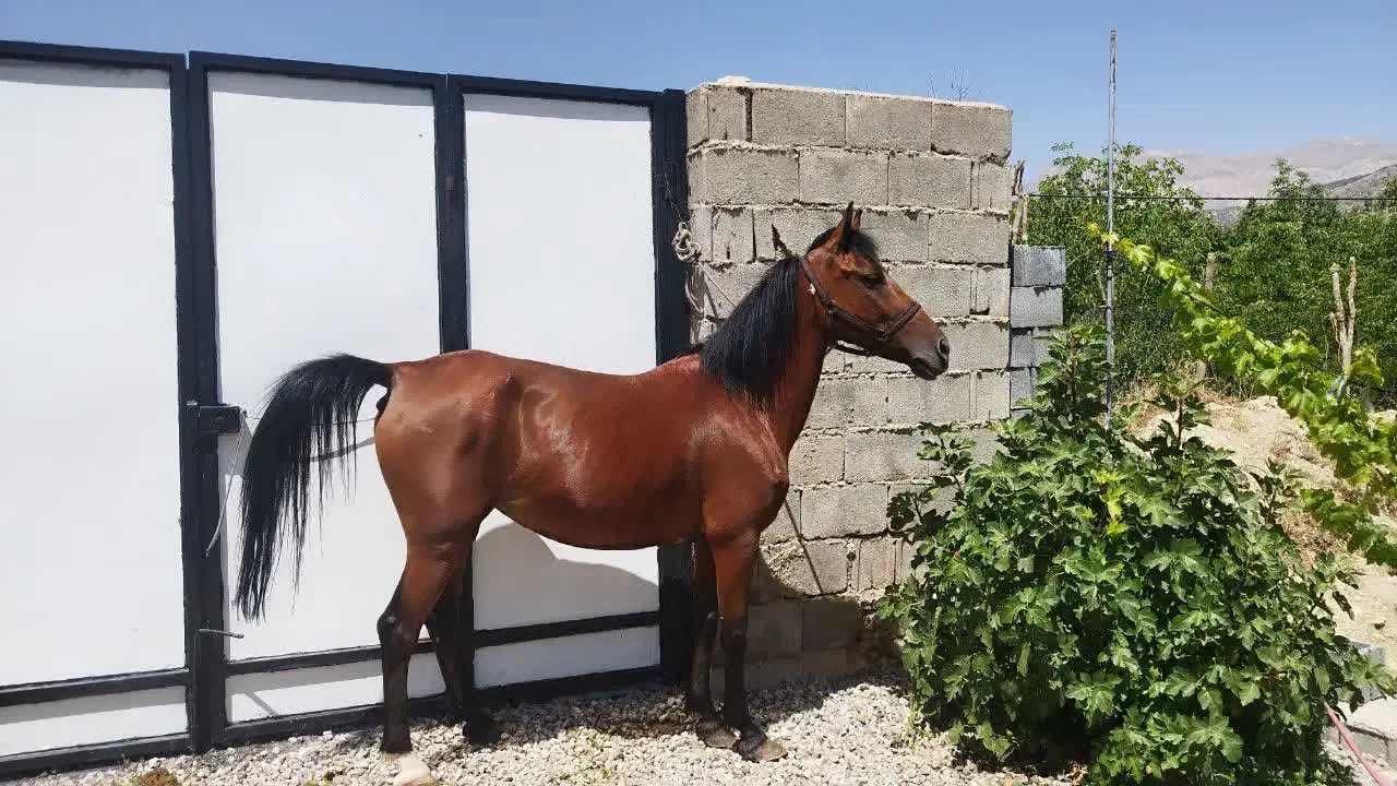 اسب معاوضه|اسب و تجهیزات اسبسواری|سیسخت, |دیوار