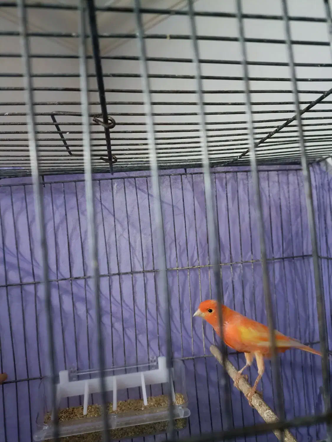 قناری|پرنده|کرمان, |دیوار