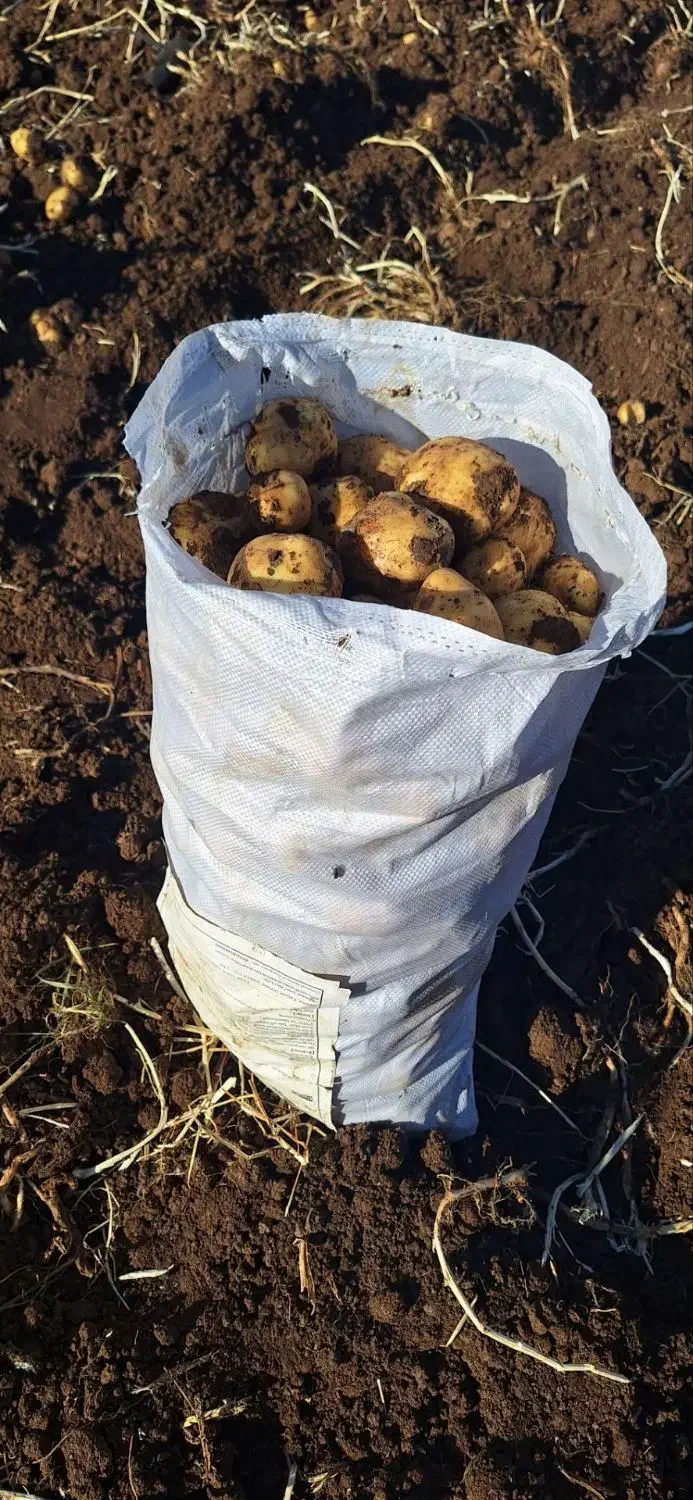 سیب زمینی سانتا|خوردنی و آشامیدنی|بیلوار, |دیوار