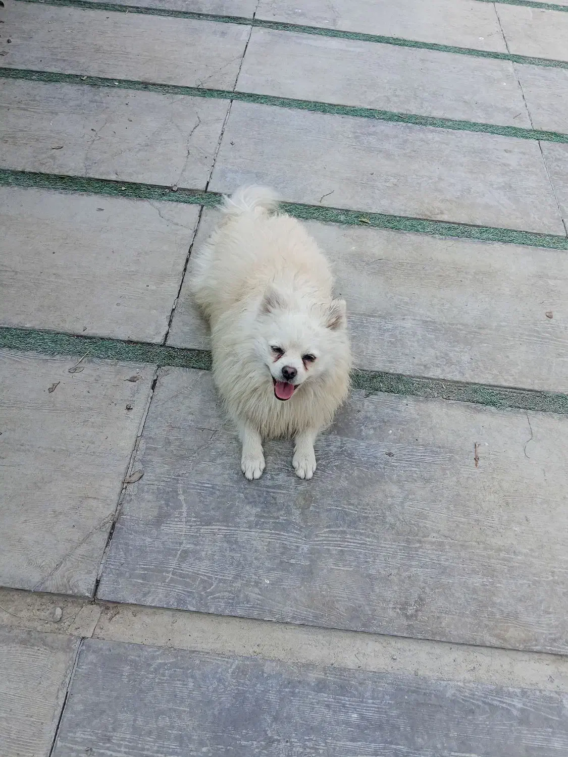 سگ  پامرا  جنسیت نر سایز ۲|سگ|هشتگرد, تهران دشت|دیوار