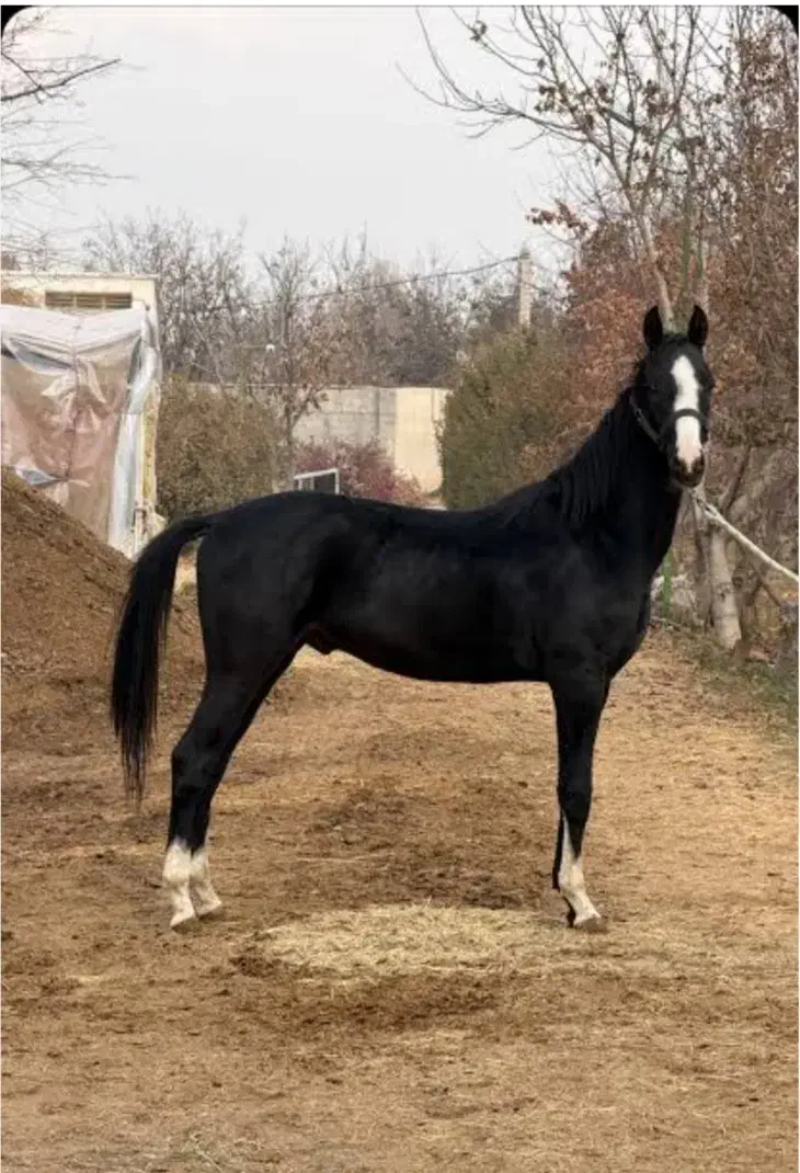 اسب پیدا شده|حیوانات|تبریز, |دیوار