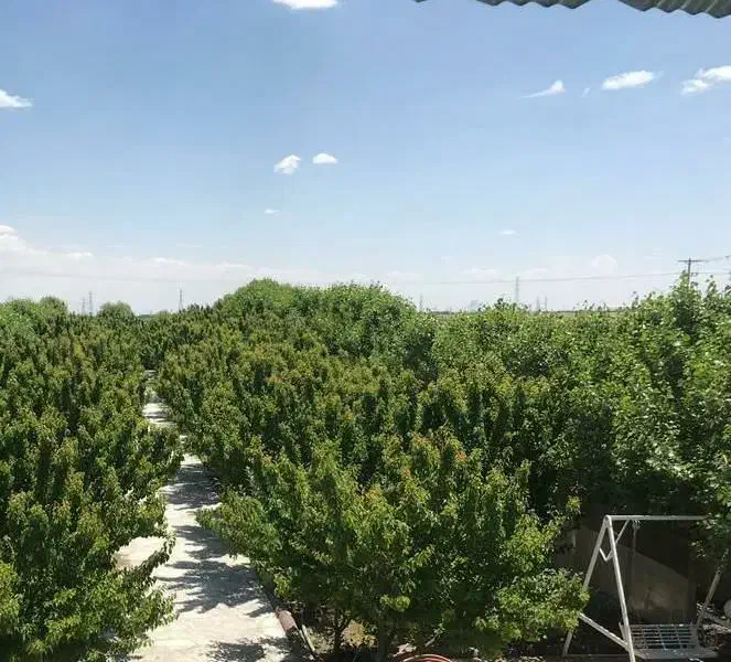 باغ ویلا جنگلی|اجارهٔ کوتاه‌مدت ویلا و باغ|مشهد, راهنمایی|دیوار