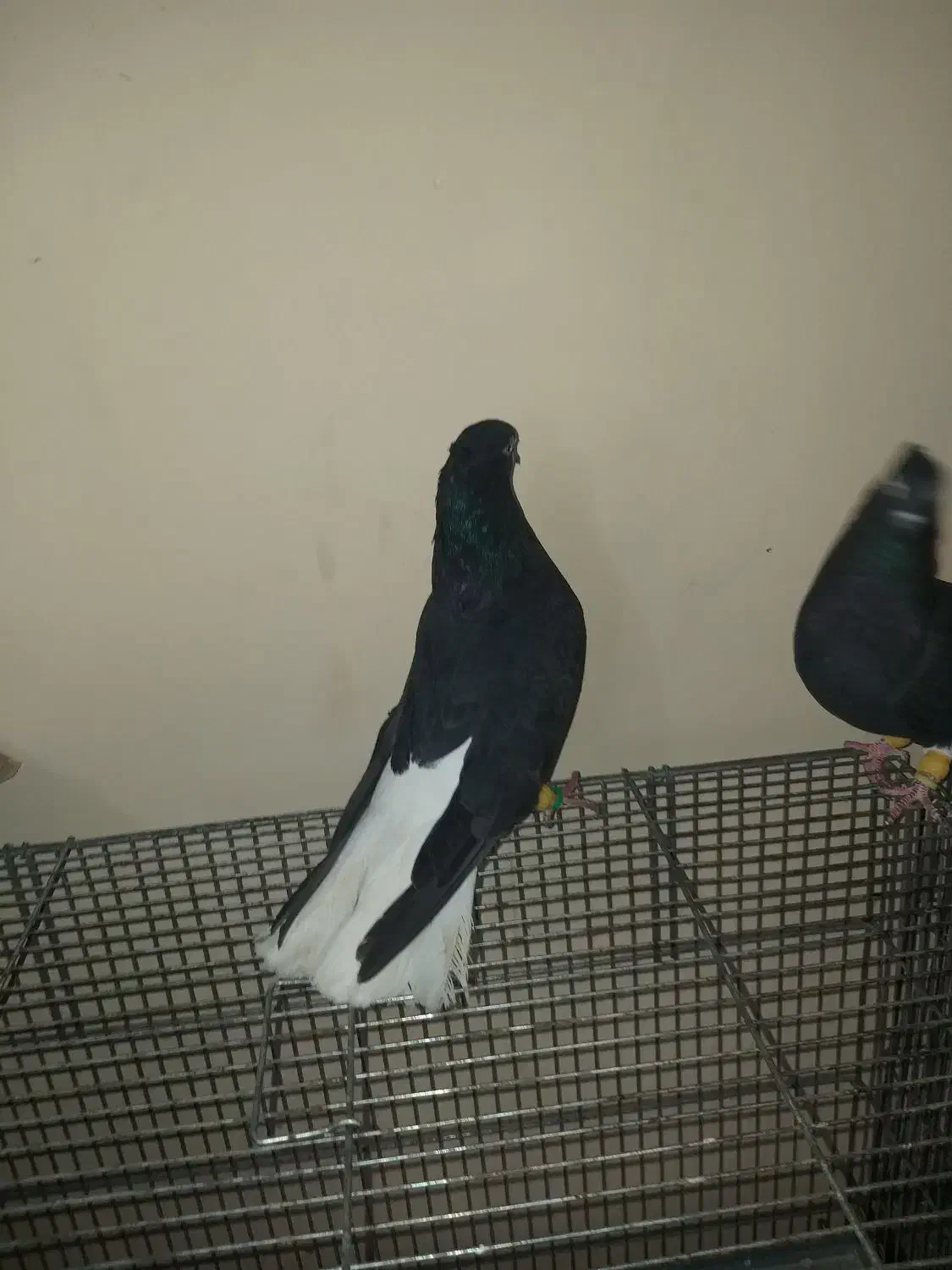 اشعل سیاه|پرنده|بندر امام خمینی, |دیوار