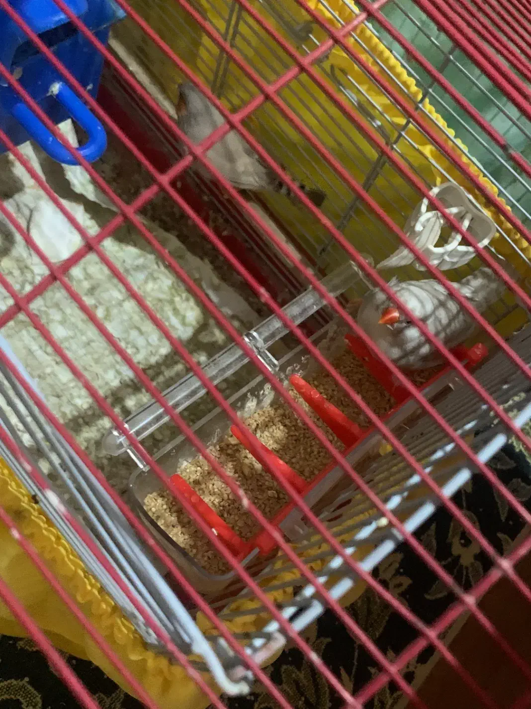 ی جفت فنچ مولد با ی مرغ عشق ماده|پرنده|اسلام‌شهر, شهرک سعیدیه|دیوار