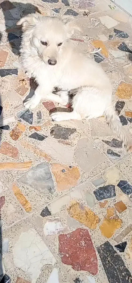 سگ پامری|سگ|نجفآباد, ویلاشهر|دیوار