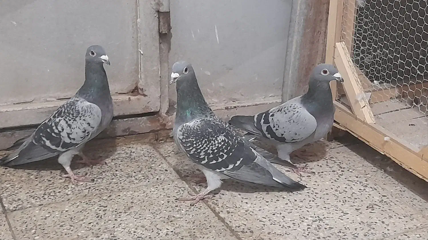 کبوتر دمگیر خرقه وپلاکی مسافتی|پرنده|برخوار, |دیوار