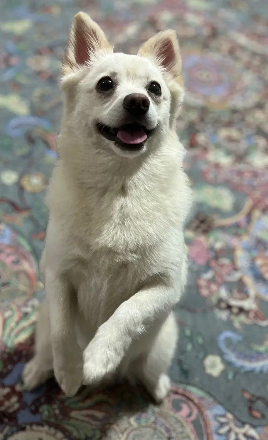 پامرین اشپیتز|سگ|کلاچای, |دیوار