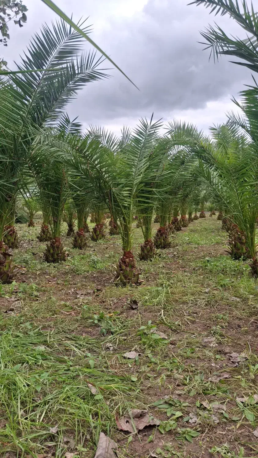 نخل فونیکس|خدمات باغبانی و درختکاری|رشت, بیجارپس|دیوار