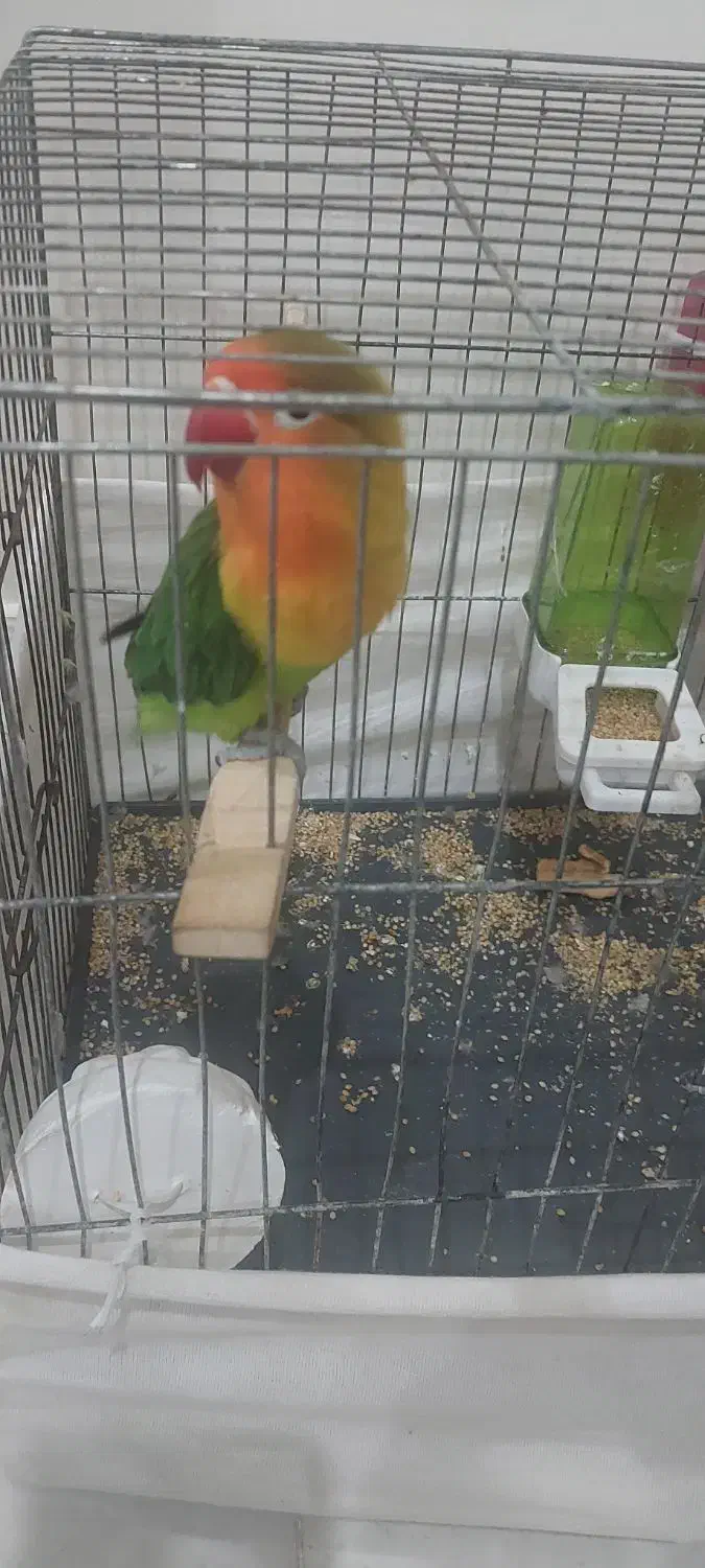 طوطی برزیلی باقفس و وسایل|پرنده|بیجار, |دیوار