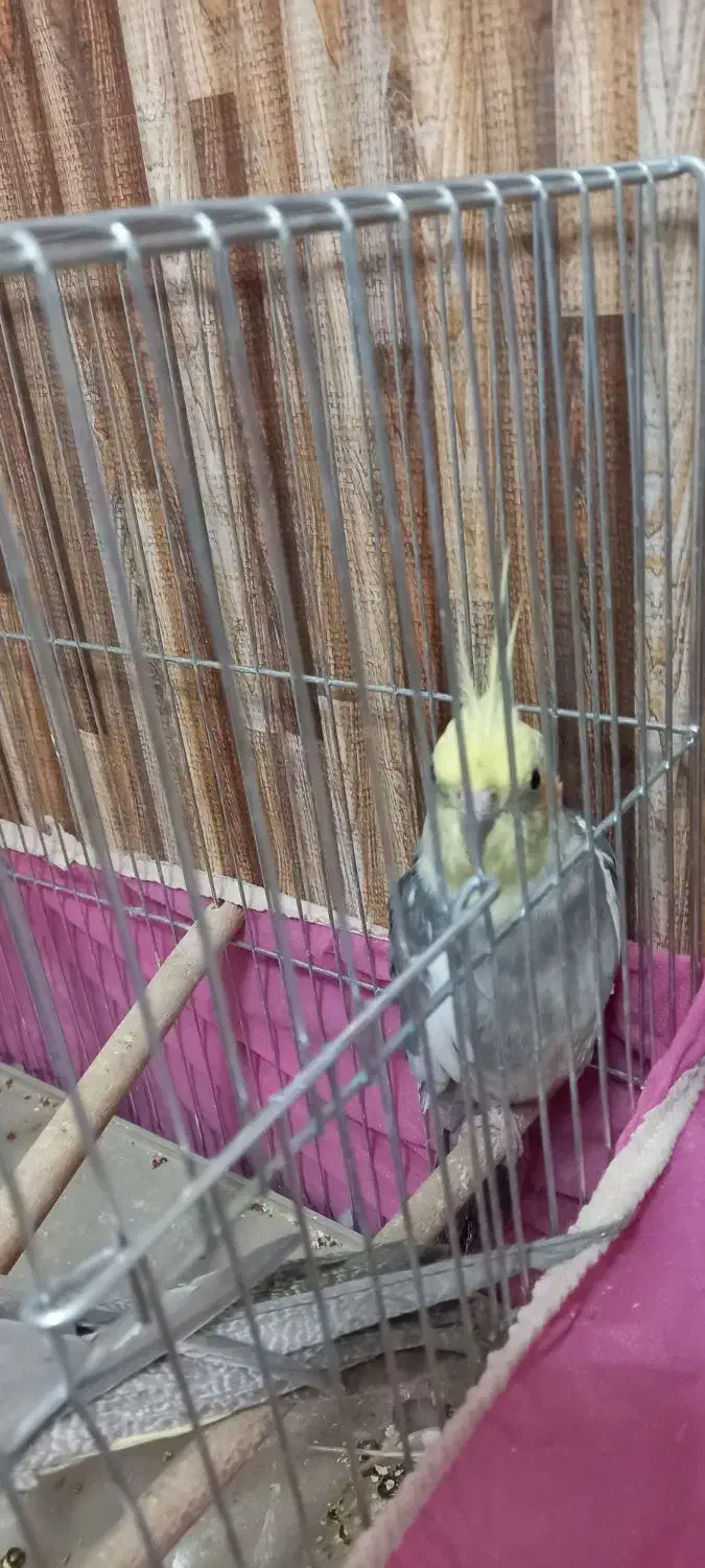 عروس هلندی(نر، ماده)|پرنده|نجف‌آباد, شهدای غربی|دیوار