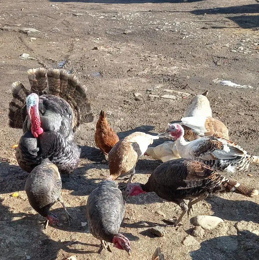 بوقلمون|حیوانات مزرعه|اردبیل, |دیوار