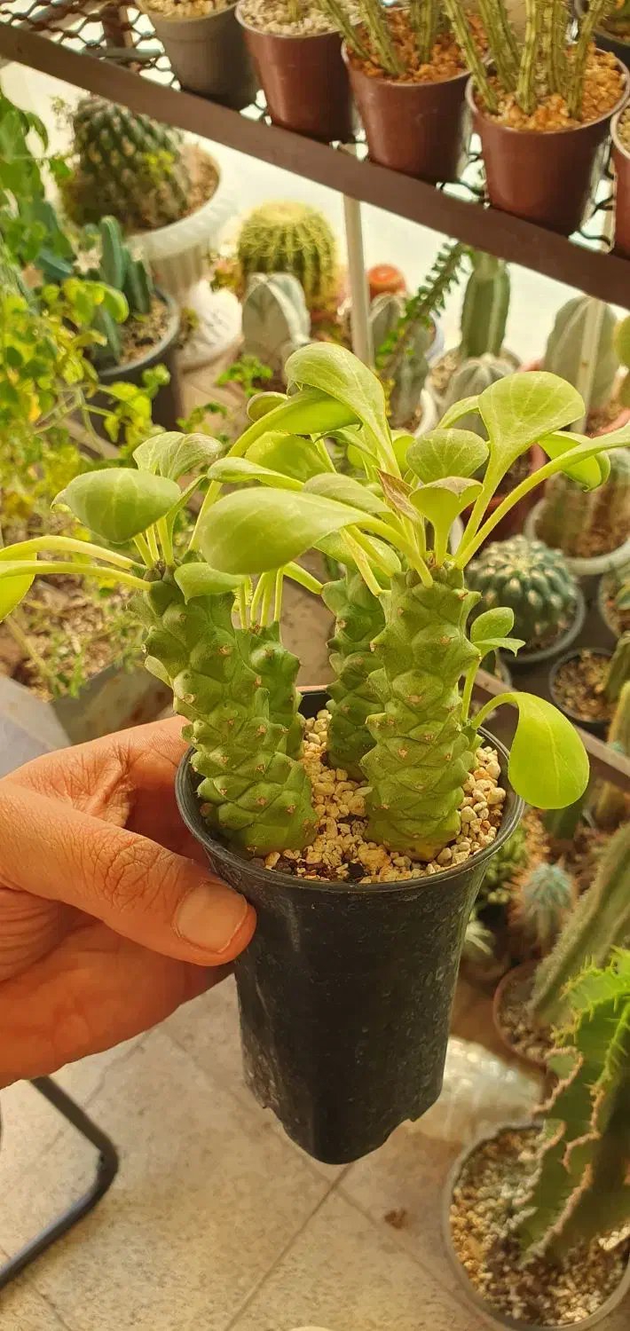 گیاه کاکتوس افوربیا|گل و گیاه طبیعی|تهران, ائمه اطهار|دیوار