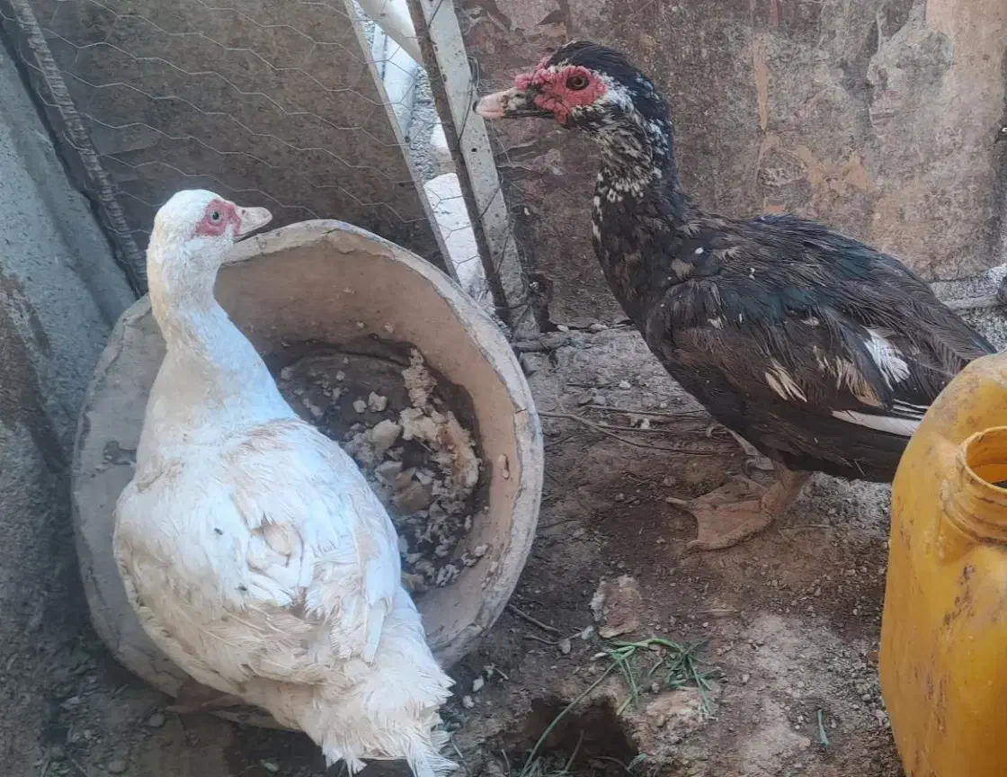 اردک خارجی|حیوانات مزرعه|گرمسار, |دیوار