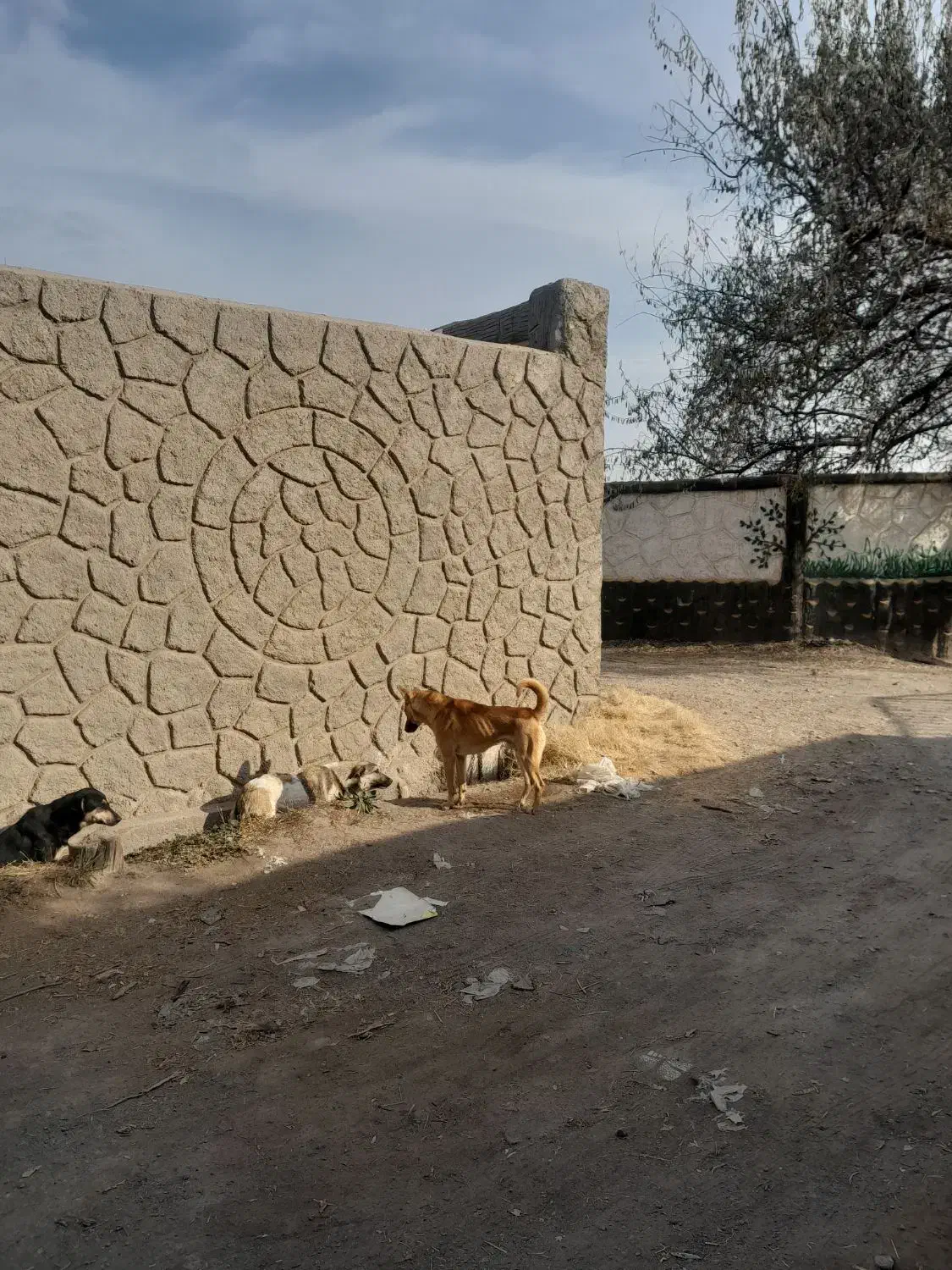 مالینیویز رایگان|سگ|تبریز, |دیوار