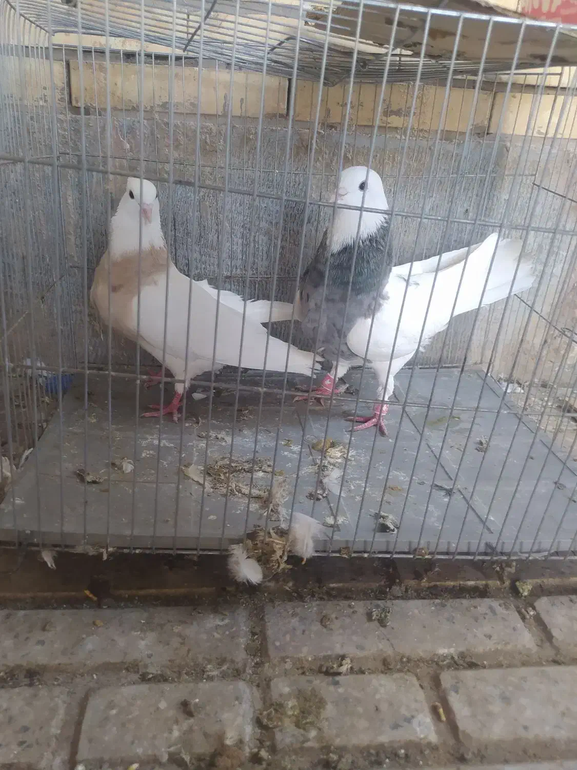 پرنده|پرنده|مبارکه, |دیوار