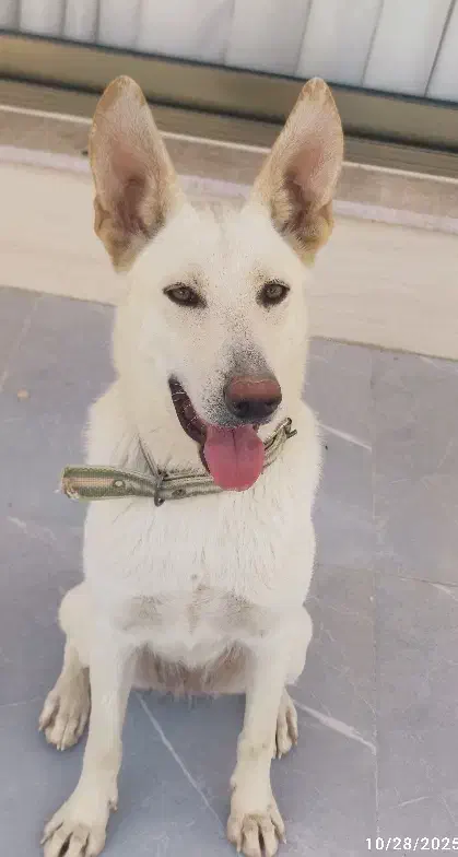 ژرمن وایت|سگ|جم, |دیوار