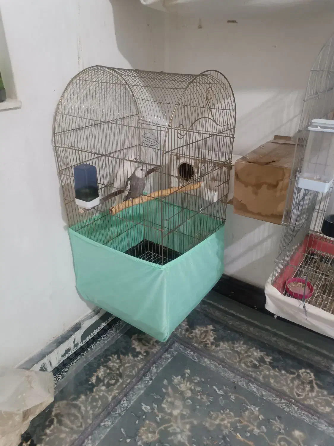 قفس کاسکویی|لوازم جانبی حیوانات|قائن, |دیوار