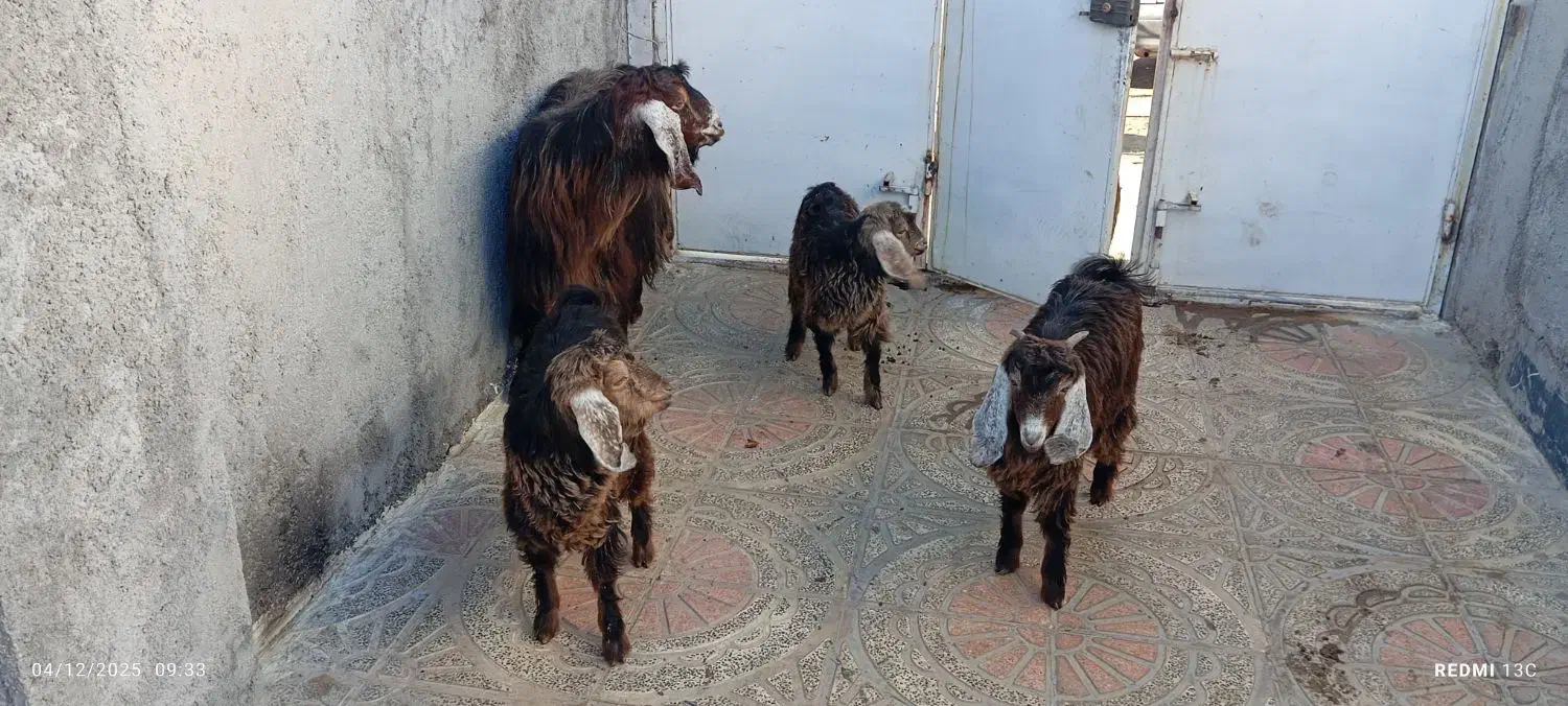 یک عدد بز و 3بزغاله ماده 3قلو زا|حیوانات مزرعه|روانسر, |دیوار