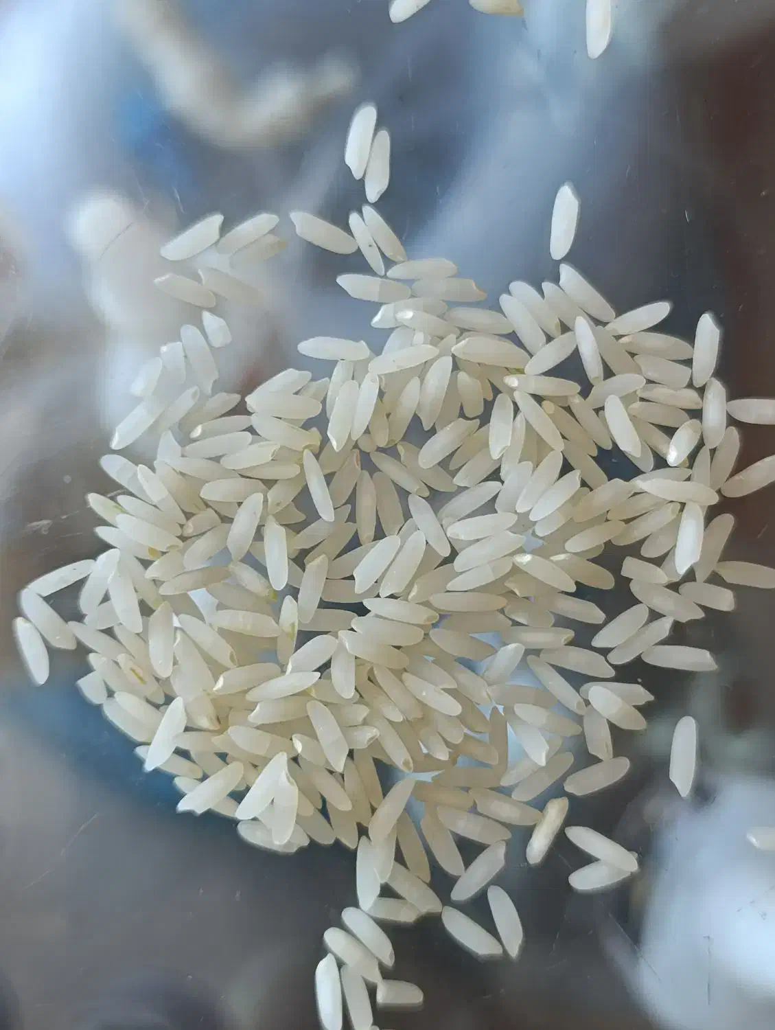 برنج کشت دوم اعلا|عمدهفروشی|هادی شهر, |دیوار