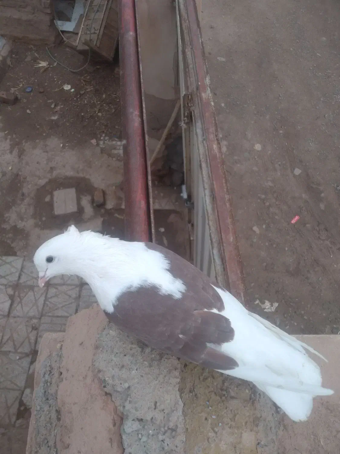 کبوتر پشت|پرنده|نیشابور, ریوند|دیوار