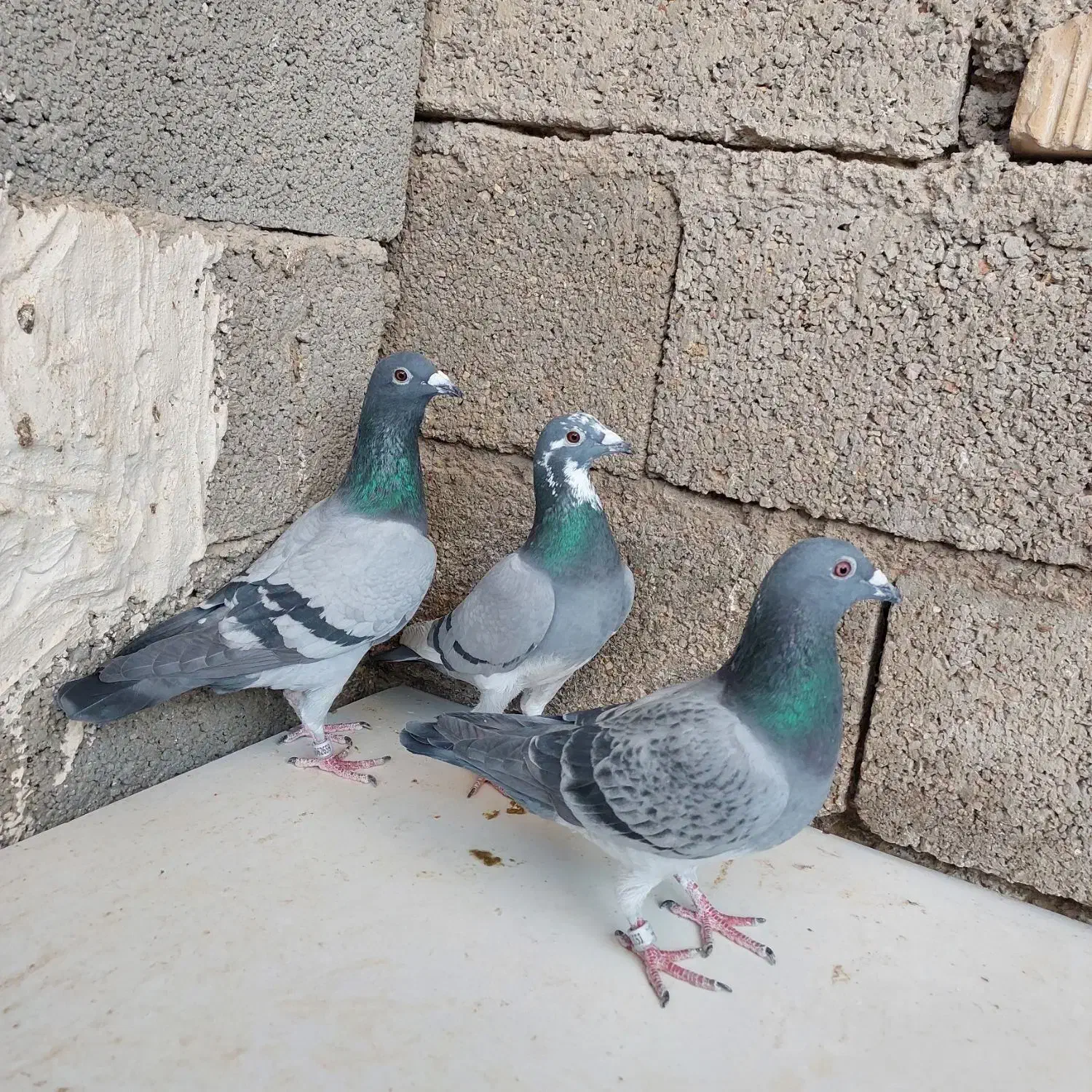 کفتر ماده پلاکی ذات مسافتی|پرنده|کربال, |دیوار