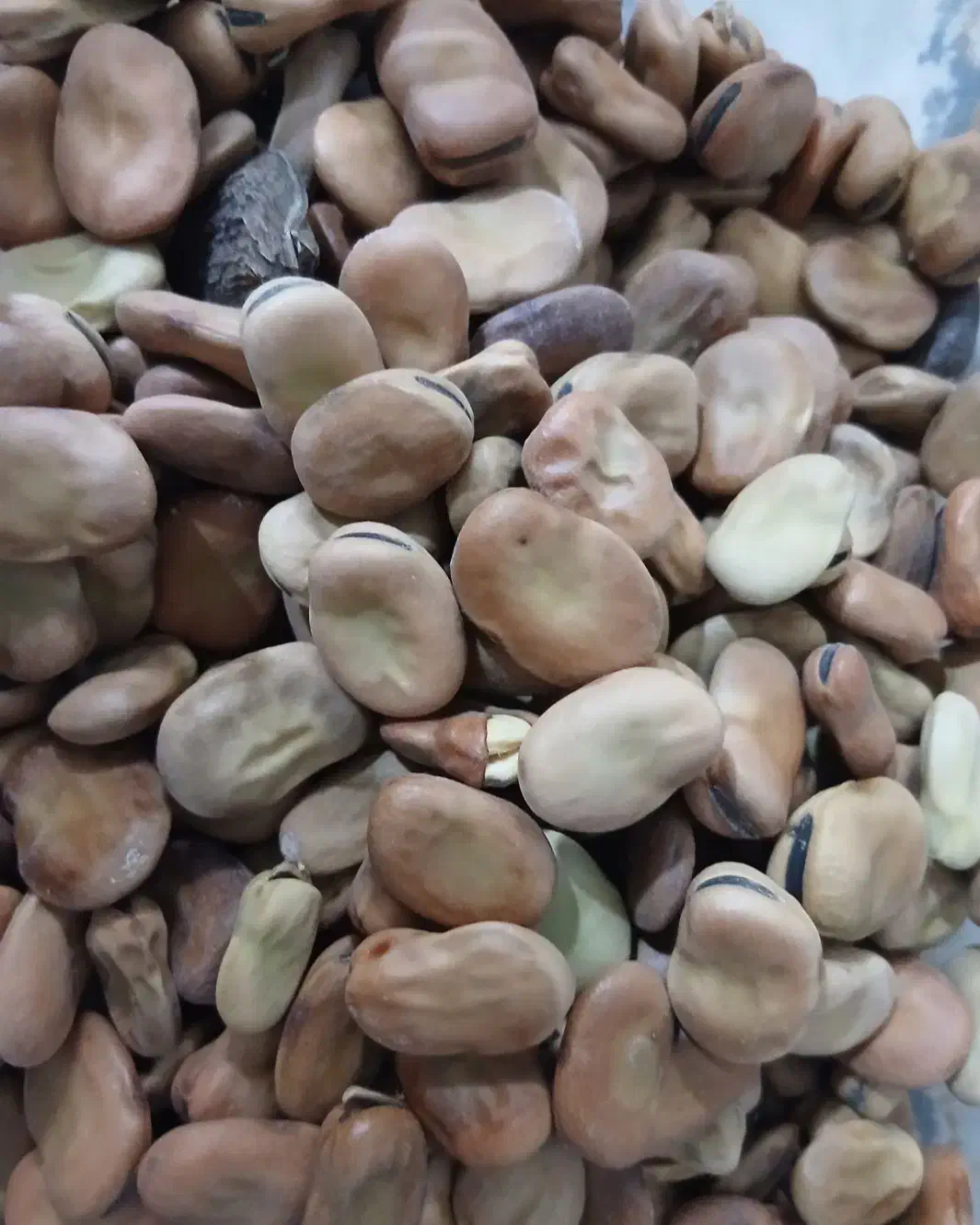 باقالی|خوردنی و آشامیدنی|مشهد, باغون آباد|دیوار