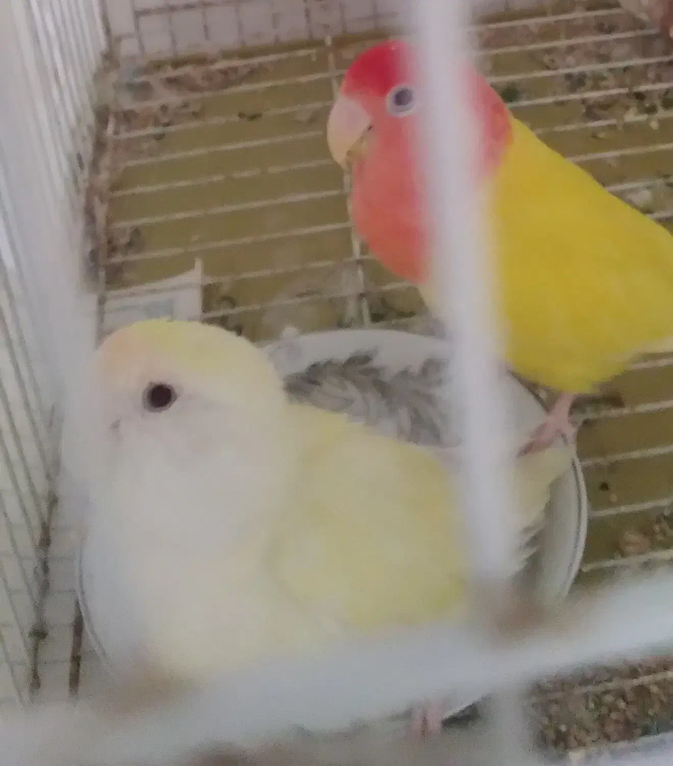 برزیلی کارداده|پرنده|ارومیه, |دیوار