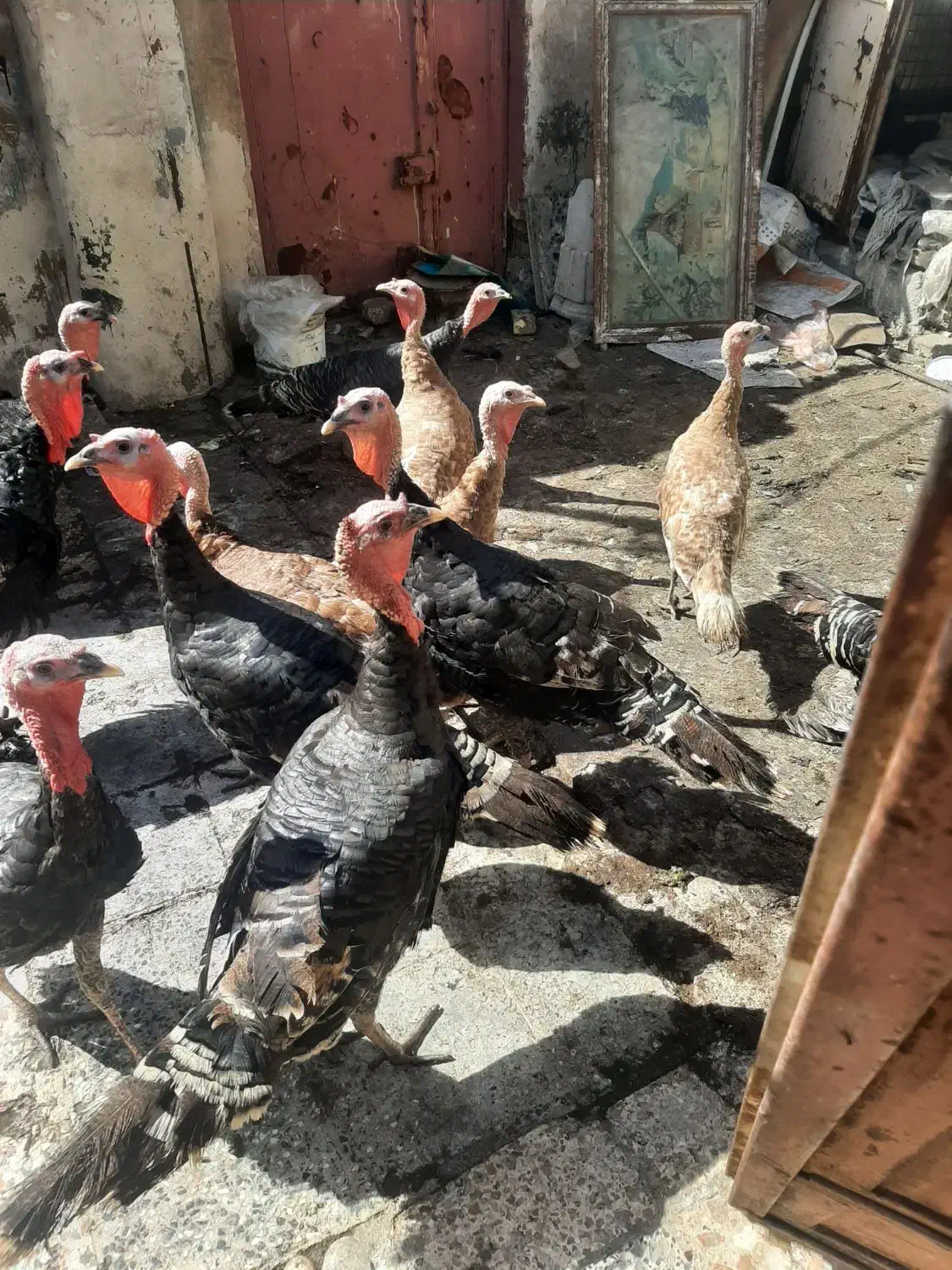 چهارعددبوقلمون وسه عددمرغ تخم گذارنژادخوب|حیوانات مزرعه|اهواز, کوی رمضان|دیوار