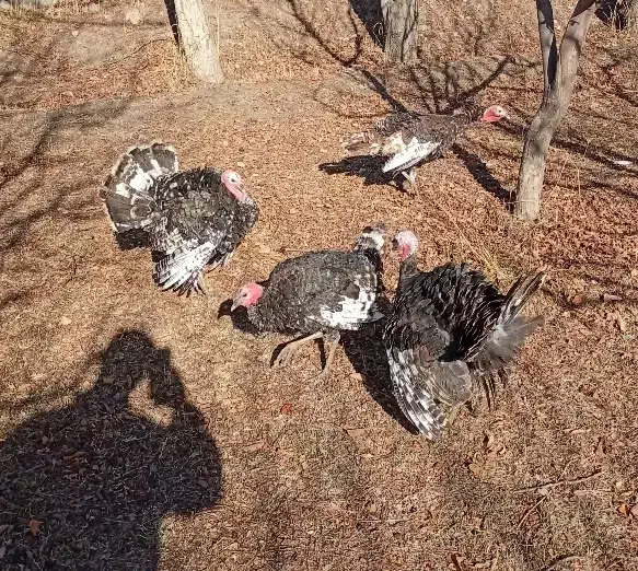 بوقلمون 7ماهه|حیوانات مزرعه|مشگین شهر, |دیوار