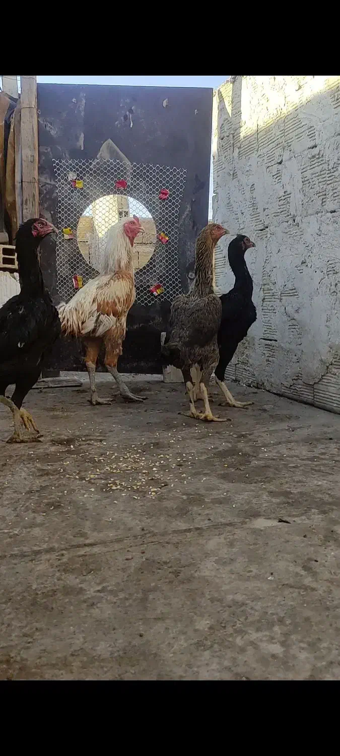 مرغ و خروس لاری حسابی|حیوانات مزرعه|قم, نیروگاه|دیوار