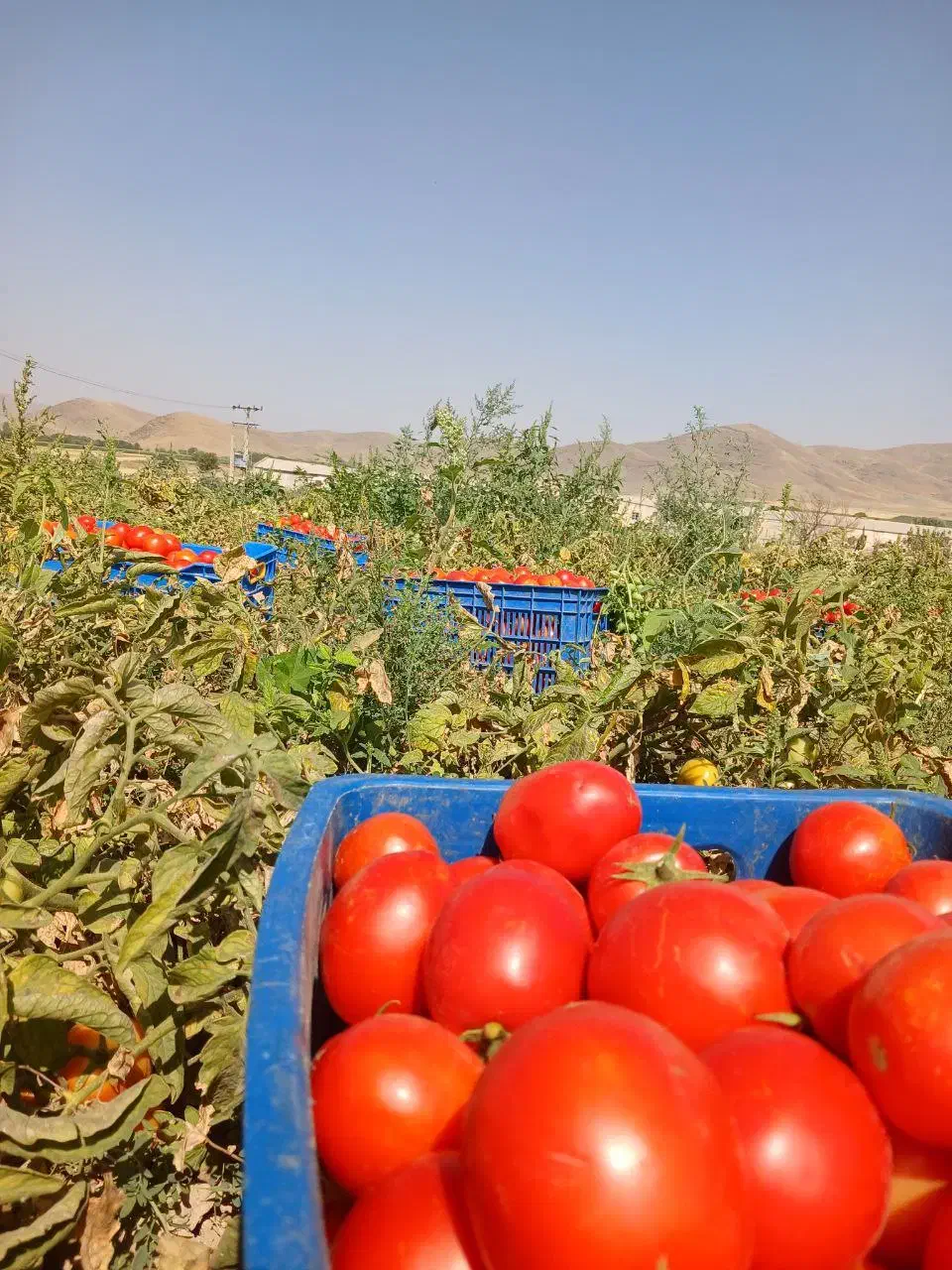 گوجه ارگانیک گوشتی مخصوص رب ورب محلی و آتیشی|خوردنی و آشامیدنی|تویسرکان, |دیوار