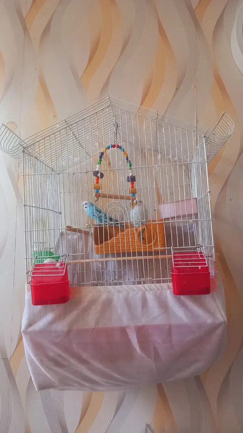 مرغ عشق|پرنده|محمدیه-قزوین, |دیوار