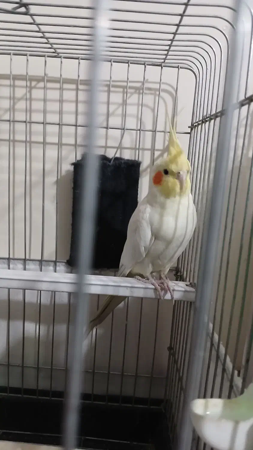 عروس هلندی|پرنده|تهران, شهرک رضویه|دیوار