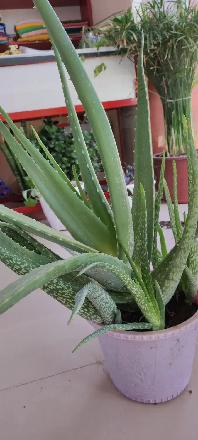 الوئه ورا خیلی بزرگ|گل و گیاه طبیعی|سبزوار, توحیدشهر|دیوار