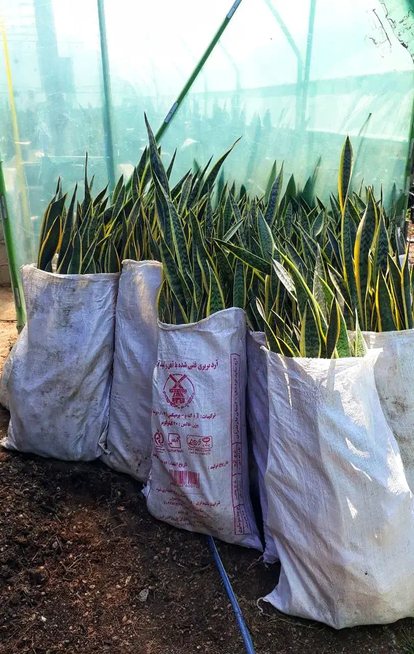 فروش سانسوریا شمشیری|گل و گیاه طبیعی|قائمشهر, |دیوار