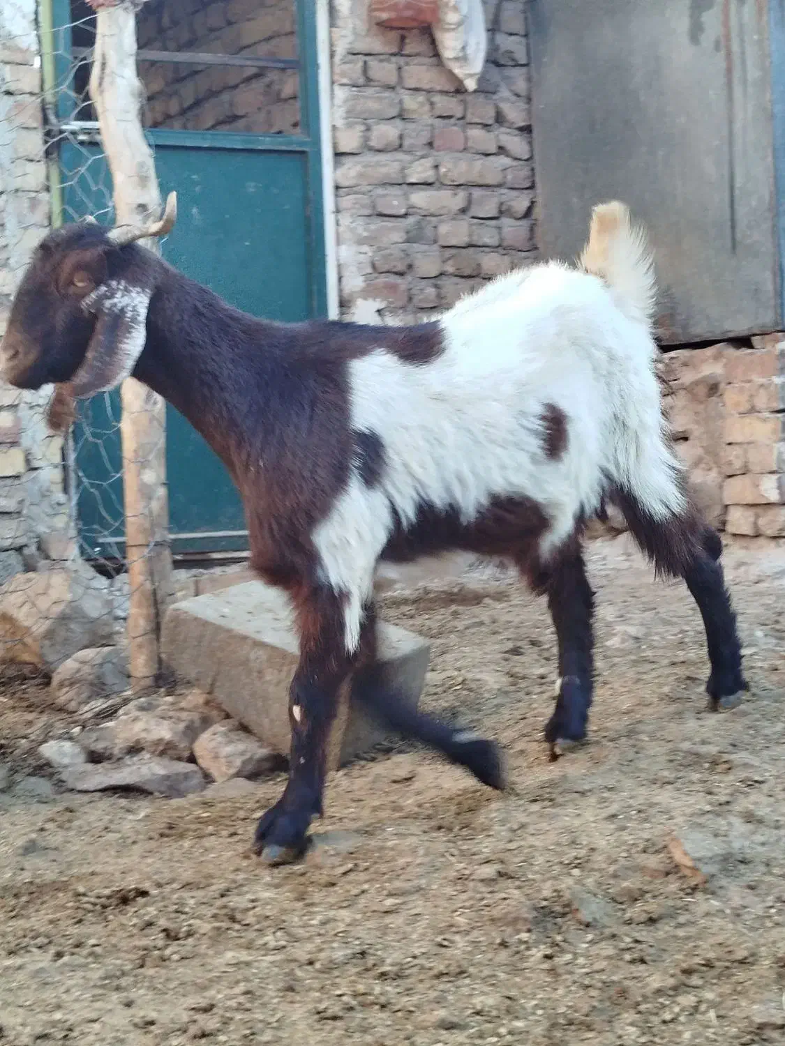 میش و بره ماده بز|حیوانات مزرعه|نیشابور, فخریه|دیوار