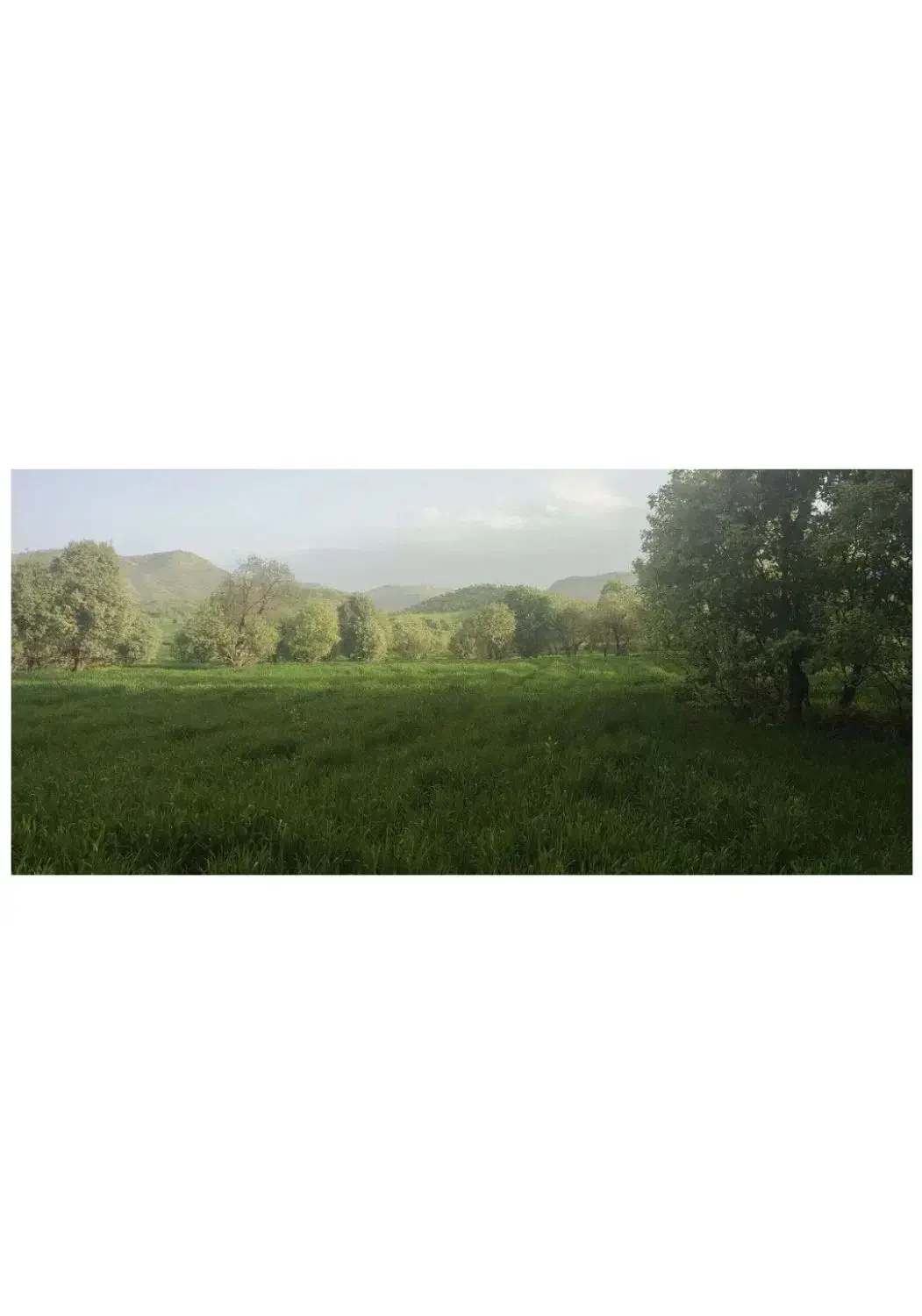 زمین دیم ویسیان|فروش دفتر صنعتی، کشاورزی، تجاری|خرمآباد, |دیوار